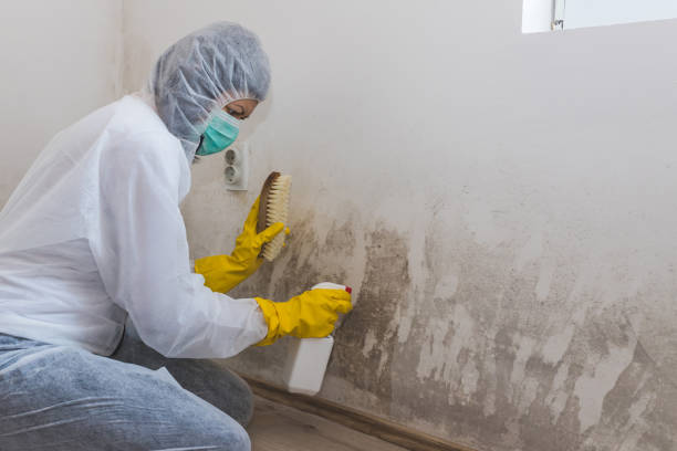Best Kitchen Mold Remediation in Houghton, NY