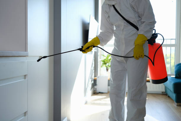 Best Residential Mold Remediation in Houghton, NY