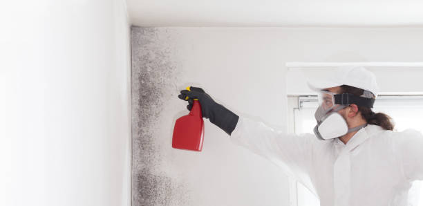 Best DIY Mold Remediation Support Services in Houghton, NY