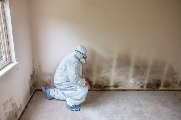 Houghton, NY Mold Remediation Company