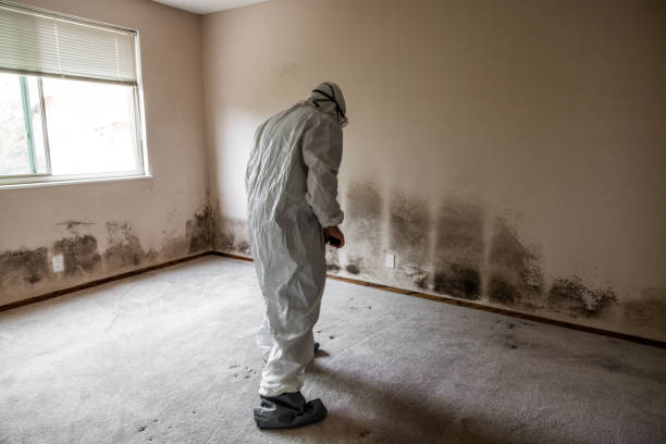 Best Residential Mold Remediation in Houghton, NY