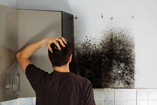 Best Black Mold Remediation in Houghton, NY