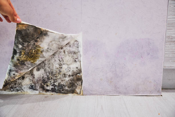 Best Bathroom Mold Remediation in Houghton, NY